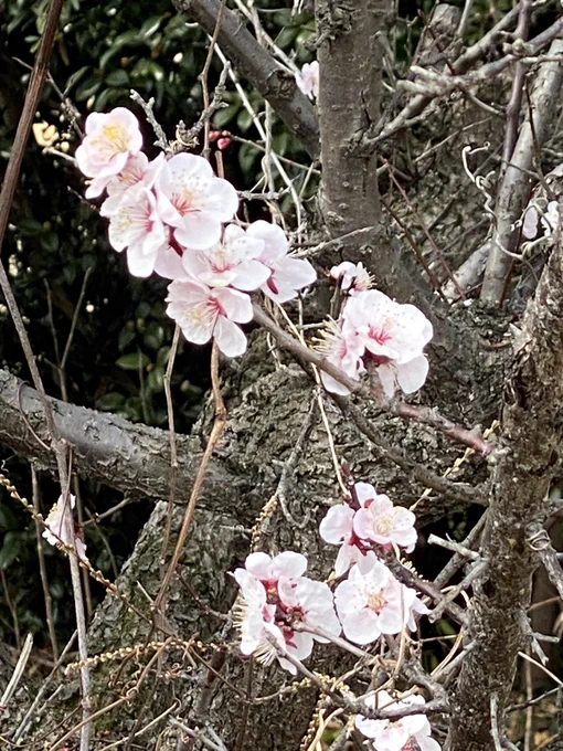 お散歩に行ったら、つくしはまだだけど、菜の花と桜が咲いていた。 