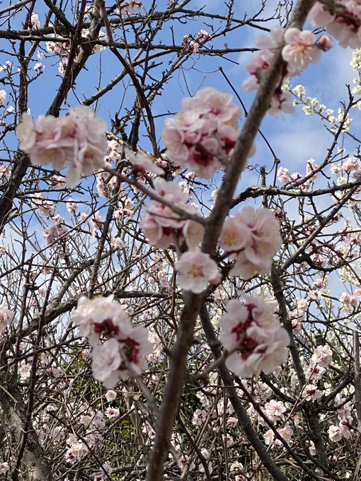 お散歩に行ったら、つくしはまだだけど、菜の花と桜が咲いていた。 