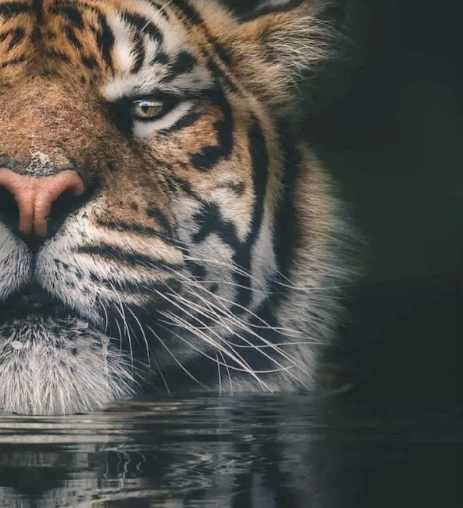 DapperCub's tweet image. 