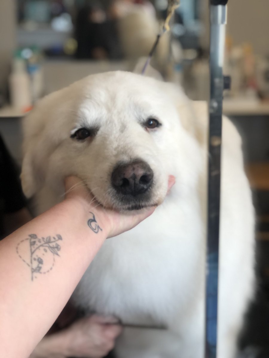 MadisonPezza's tweet image. Love my job