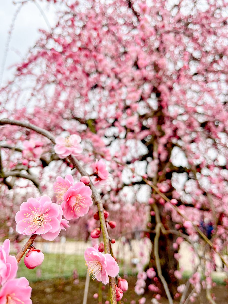 NDGSlove's tweet photo. 今日は鈴鹿に来てます🌸 https://t.co/2H6TA7TBrL
