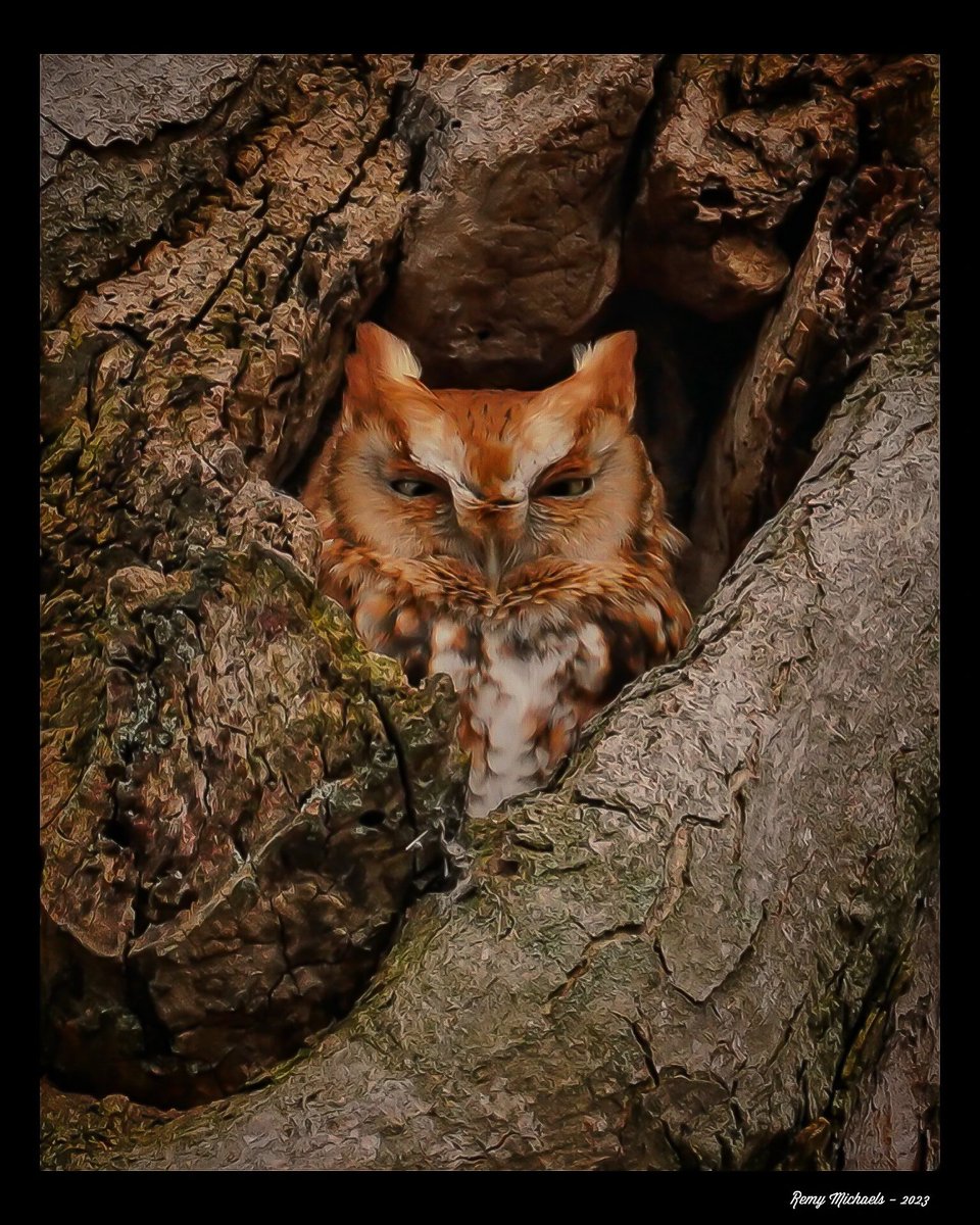 'NORTHERN FRIENDS' instagram.com/p/CpZFD16Nqen/… #CanadianGeographic #NationalGeographic #AlgonquinPark #EasternScreechOwl #Birds #BirdPhotography #WildlifePhotography #OntarioParks #PicOfTheDay #NaturePhotography #CanadianWildlife #Muskoka #Huntsville #Gravenhurst #Art #Earth 🦉