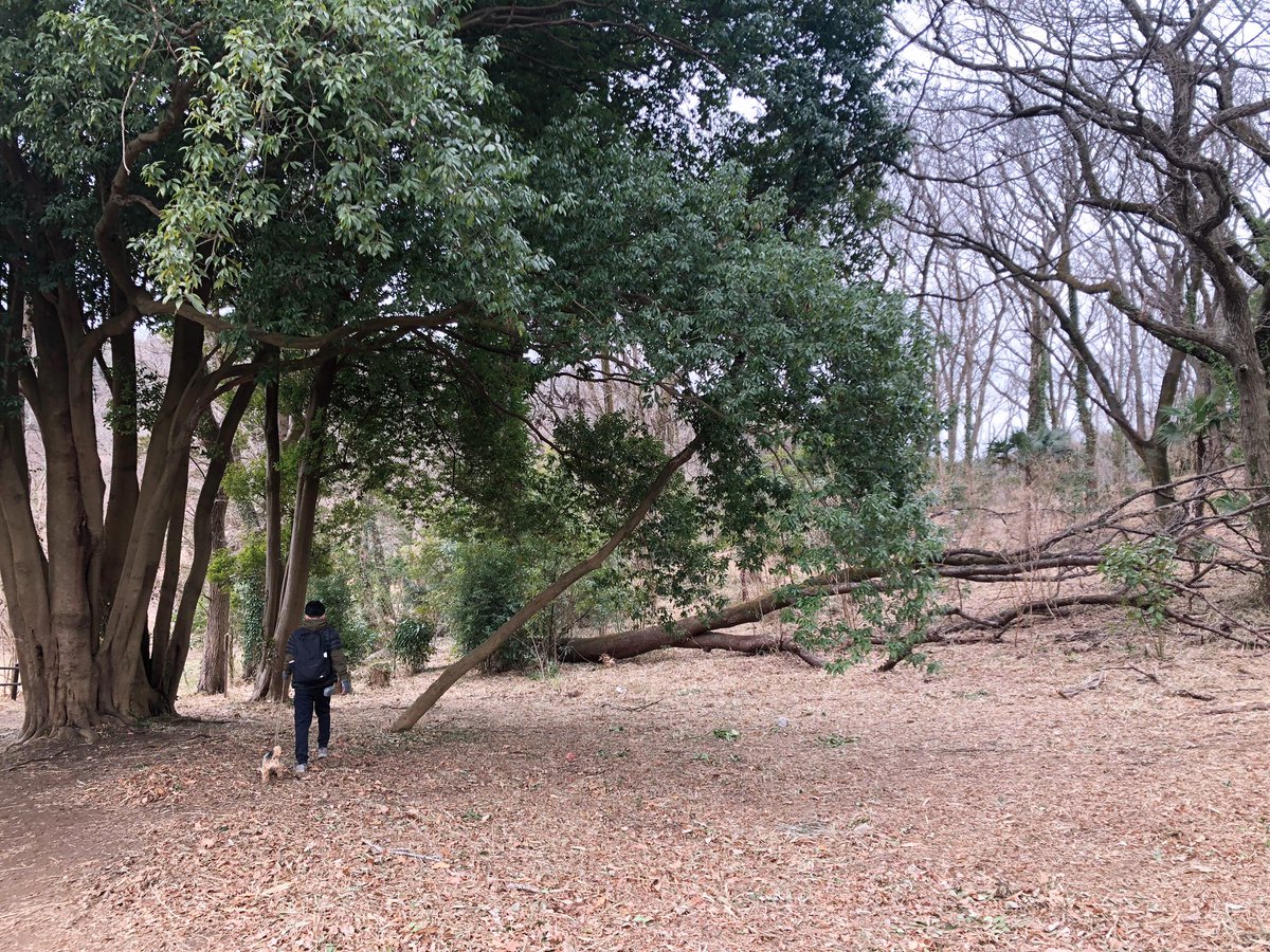 chubbydesu75's tweet photo. 朝から自然がいっぱいの中でクン活してきたわん！🐾
撫でてもらったり、わん友と情報交換したり、大満足だわんね🐶
もう帰ってきてぐったりだ…わ…💤

隣で口もごもごさせながら寝ています。笑

#犬のいる暮らし https://t.co/cHPfMBRYGD