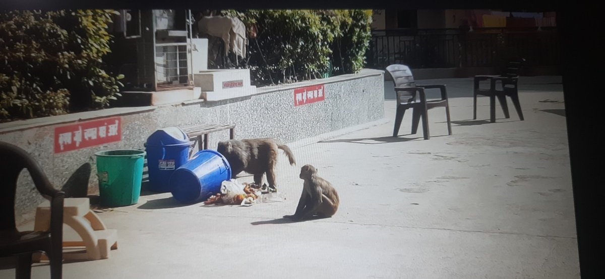 ICSManishKumar's tweet image. Galaxy North Avenue-2 में बन्दरों व कुत्तों का बढ़ता तांडव. प्रतिदिन फ्रिज में से बच्चों के लिए खाने पीने की वास्तु ले जाना, ऑनलाइन मंगाये समान ले जाना, घर में घुसकर 
बच्चों को आतंकित करना इनकी दिनचर्या है 
पूरी सोसाइटी में भय का माहौल. 
 @OfficialGNIDA @UpforestUp @rituias2003