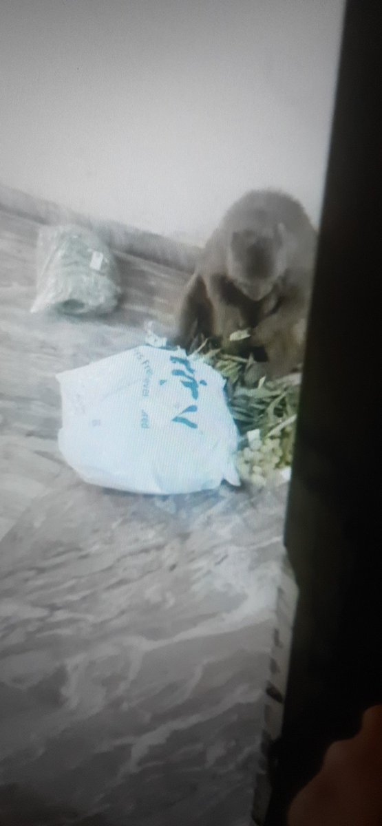 ICSManishKumar's tweet image. Galaxy North Avenue-2 में बन्दरों व कुत्तों का बढ़ता तांडव. प्रतिदिन फ्रिज में से बच्चों के लिए खाने पीने की वास्तु ले जाना, ऑनलाइन मंगाये समान ले जाना, घर में घुसकर 
बच्चों को आतंकित करना इनकी दिनचर्या है 
पूरी सोसाइटी में भय का माहौल. 
 @OfficialGNIDA @UpforestUp @rituias2003