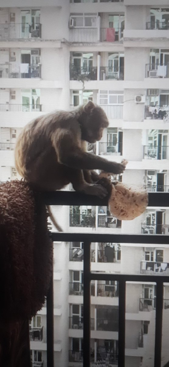 ICSManishKumar's tweet image. Galaxy North Avenue-2 में बन्दरों व कुत्तों का बढ़ता तांडव. प्रतिदिन फ्रिज में से बच्चों के लिए खाने पीने की वास्तु ले जाना, ऑनलाइन मंगाये समान ले जाना, घर में घुसकर 
बच्चों को आतंकित करना इनकी दिनचर्या है 
पूरी सोसाइटी में भय का माहौल. 
 @OfficialGNIDA @UpforestUp @rituias2003