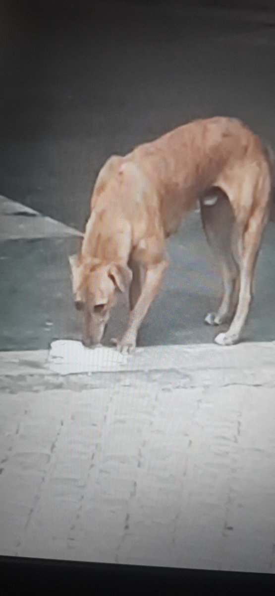 ICSManishKumar's tweet image. Galaxy North Avenue-2 में बन्दरों व कुत्तों का बढ़ता तांडव. प्रतिदिन फ्रिज में से बच्चों के लिए खाने पीने की वास्तु ले जाना, ऑनलाइन मंगाये समान ले जाना, घर में घुसकर 
बच्चों को आतंकित करना इनकी दिनचर्या है 
पूरी सोसाइटी में भय का माहौल. 
 @OfficialGNIDA @UpforestUp @rituias2003