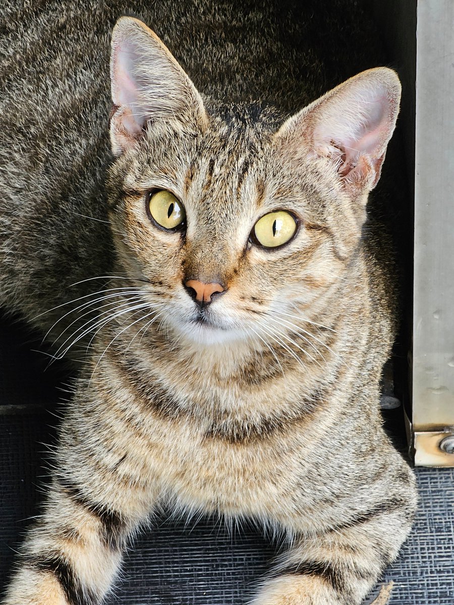 Alvin On Twitter Help He s Staring Into My Soul Galaxy S23 alvin-on-twitter-help-he-s-staring-into-my-soul-galaxy-s23