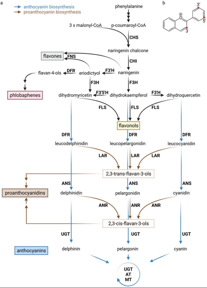 MiningGenome's tweet image. Intracellular Flavonoid Transport in Plants
mdpi.com/2223-7747/11/7…

#Biochemistry #Biotechnology #ScienceOpen #OpenAccess #SciComm #AcademicChatter #ScienceTwitter #Flavonoids #Plants #PlantSciences #retweet #AcademicTwitter #science #research #OpenScience #Bioinformatics