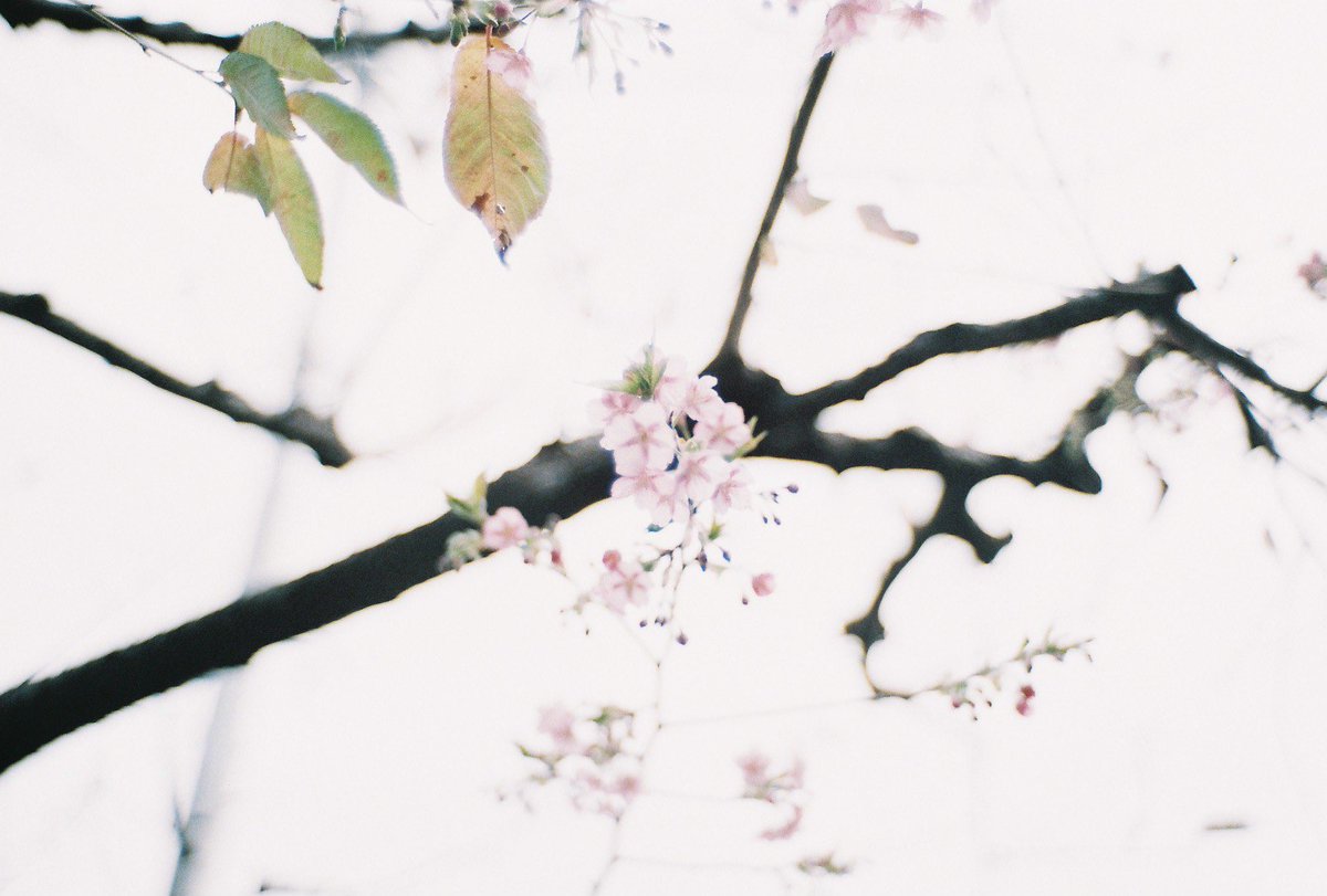 fu0_otk's tweet photo. 上手く撮れないからフィルムを使うってのは秘密だけれど
#fipm #photography https://t.co/lamdZ0ttcJ