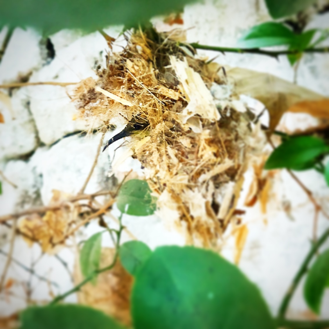 AjaySontu's tweet photo. Sunbird Nest 
#discovery #history #google #photography #photographer #mobilephotography #myincrediblestory #netgeo #incredibleindia #earth #reels #video #travel #sunbird #nest #illusion #bird #biodiversity #nature #tourism #image #life #imagination #magical #chhattisgarh #india https://t.co/jZggxuaRdD