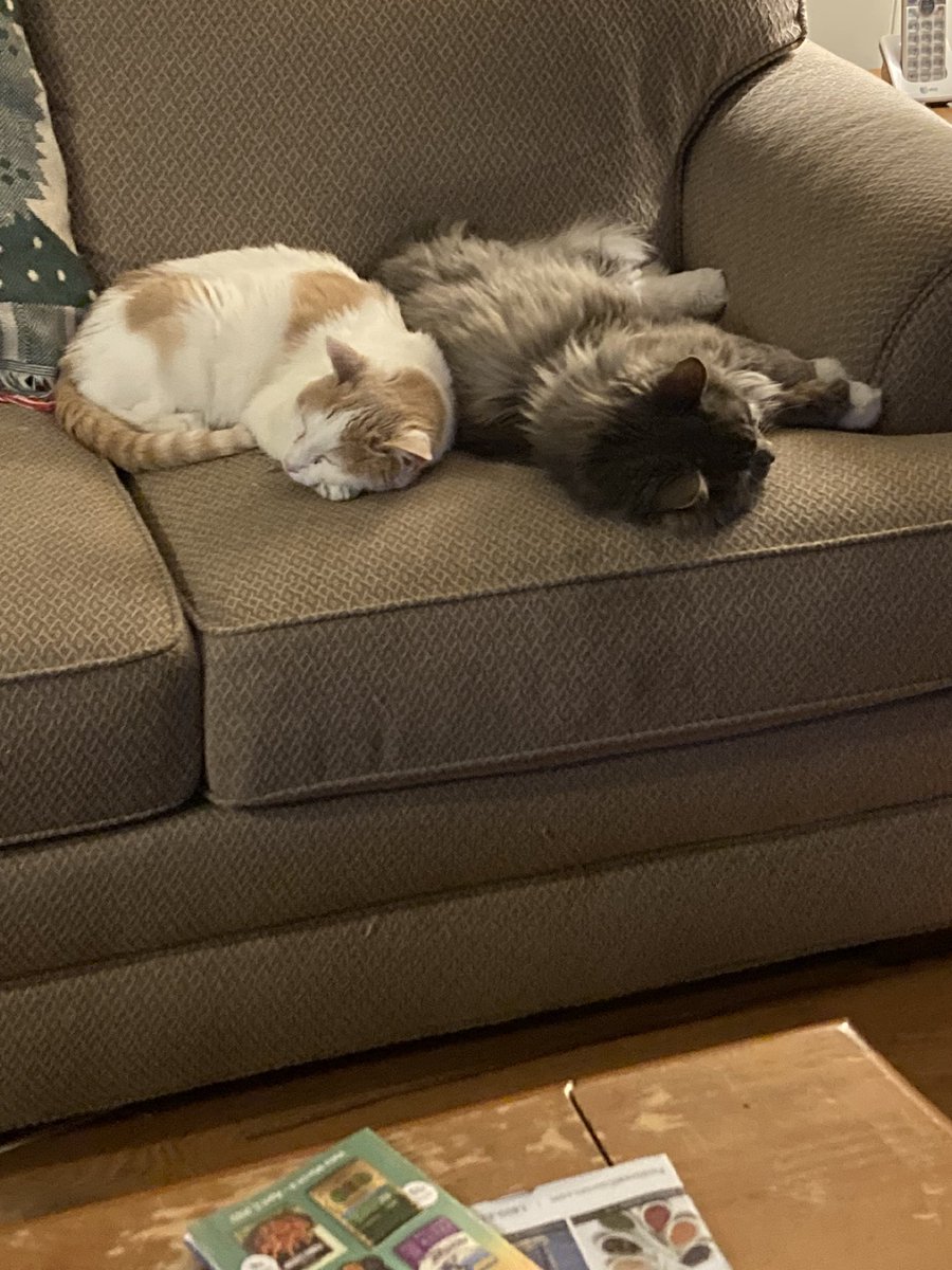 Good night all see ya tomorrow for #catboxsunday 😸😸💤💤