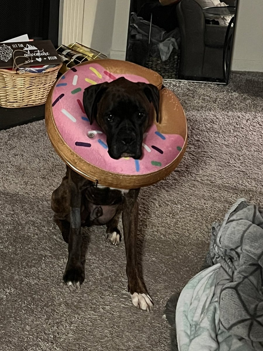 Jackson got a new cone to try and cheer him up some. He says goodnight everyone!