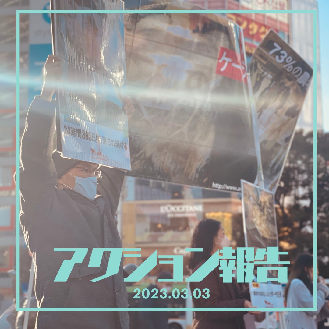 pigshavehearts's tweet photo. ひな祭りの日、拘束されている女性の鶏、豚、牛の啓発活動を行いました。

動物の飼育方法で最も残酷で最初になくすべきと言われている”拘束飼育＂。
拘束されている畜産動物のほとんどが女性という特徴があります。あらゆる社会課題は繋がっています。

#差別 https://t.co/l3DyiT4jbv