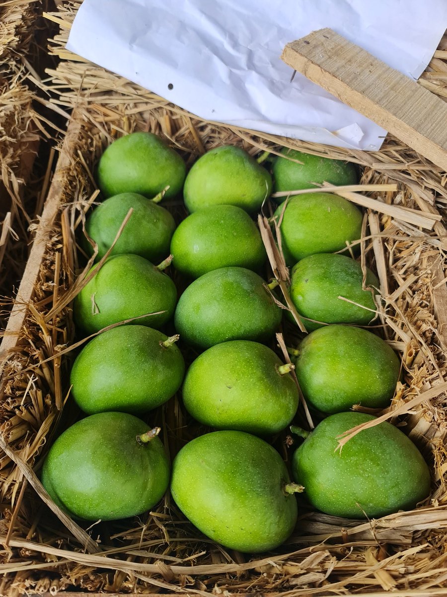 mesarthi's tweet photo. नमस्कार ट्विटरकर, आपल्या सर्वांच्या प्रतिसादामुळे पुढच्या तोडणीचे बुकिंग सुरु झाले असून लवकरात लवकर रत्नागिरी हापूसची पेटी बुक करा

बुकिंग साठी संपर्क, 

८८८८२१३२५३ https://t.co/YuYUP6yg4x