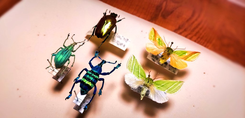 「※虫ちゃんインセクトフェアに友人といってきました(  ◜ᴗ◝  )巨大蛾ばかり集」|土管のイラスト