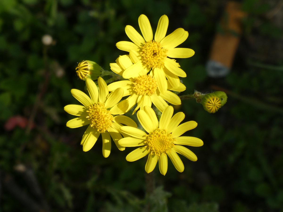 Schönen Sonntag ihr alle!

Nu verzieh ich mich, die Senndung mit der Maus will auch Konzentration 😉😁🌸