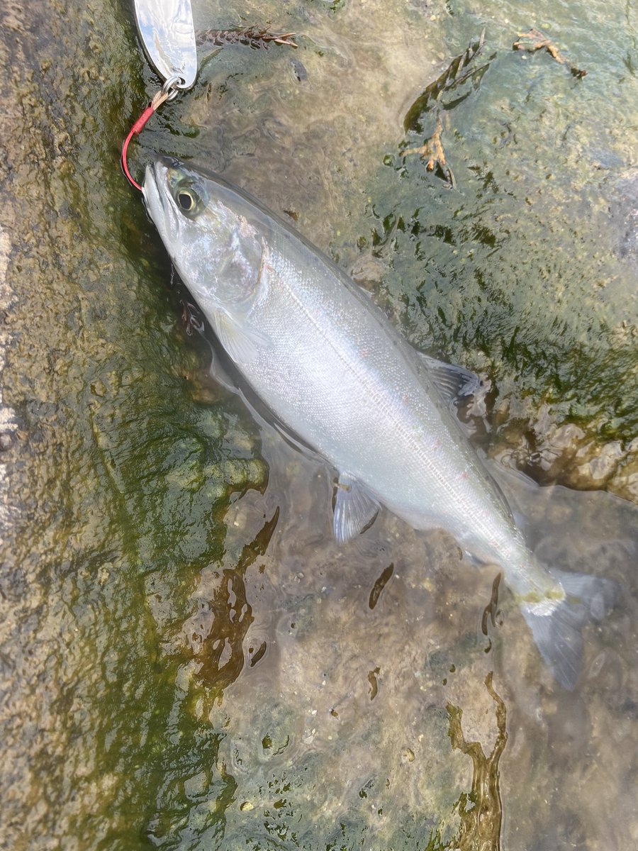 今日も綺麗なアマゴが釣れました😘