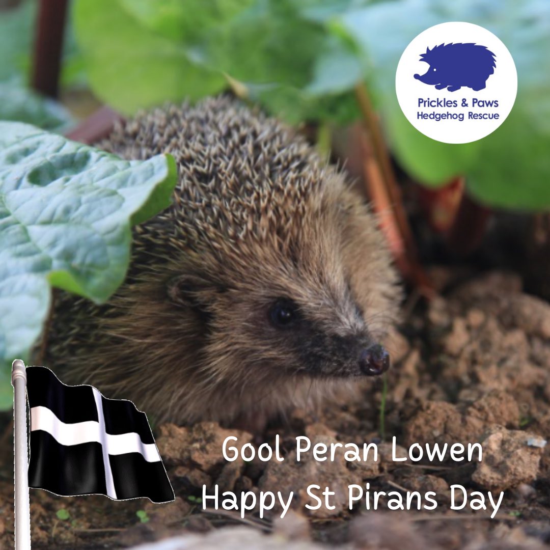 🟰🟰Gool Peran lowen 🟰🟰

Happy St Pirans Day!  How are you celebrating today? 🥟 🖤🤍

#stpiransday #Cornish #Cornwall