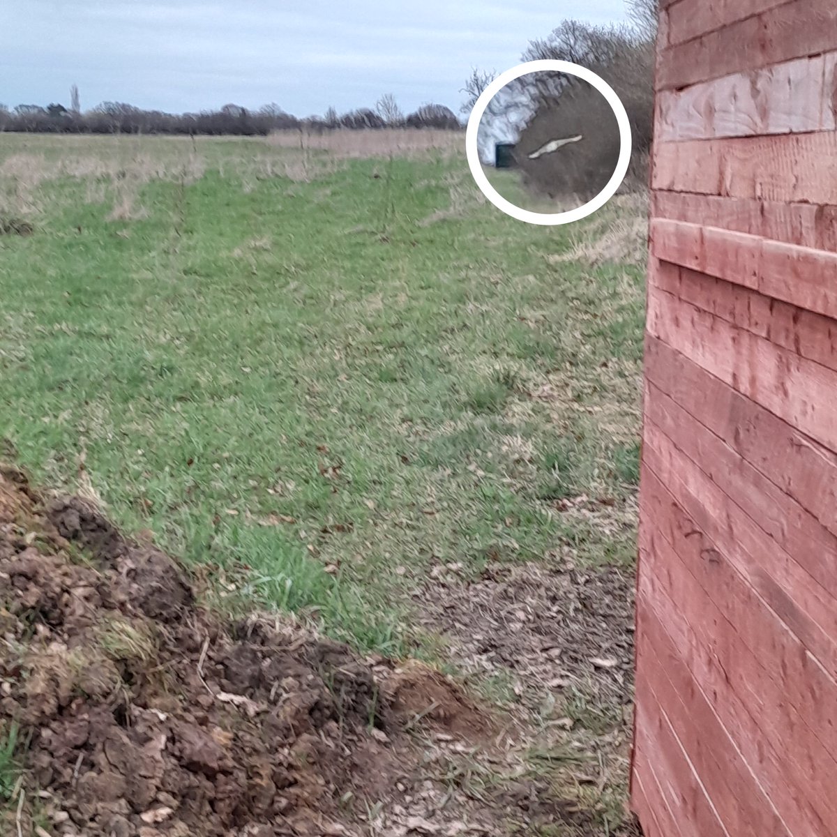 LongLandsCommon's tweet photo. Barn owl sighting!
Thanks to John Jackson who sent this picture in of a barn owl. Spotted just after 5pm hunting for it's evening meal. Hopefully, they become a resident.
#longlandscommon #barnowl https://t.co/YrBr3xWuhv