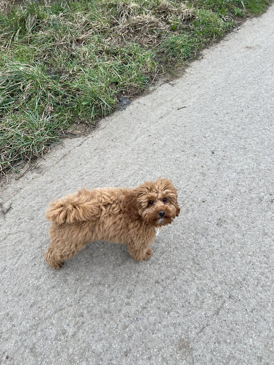 Dan Herman tweet media