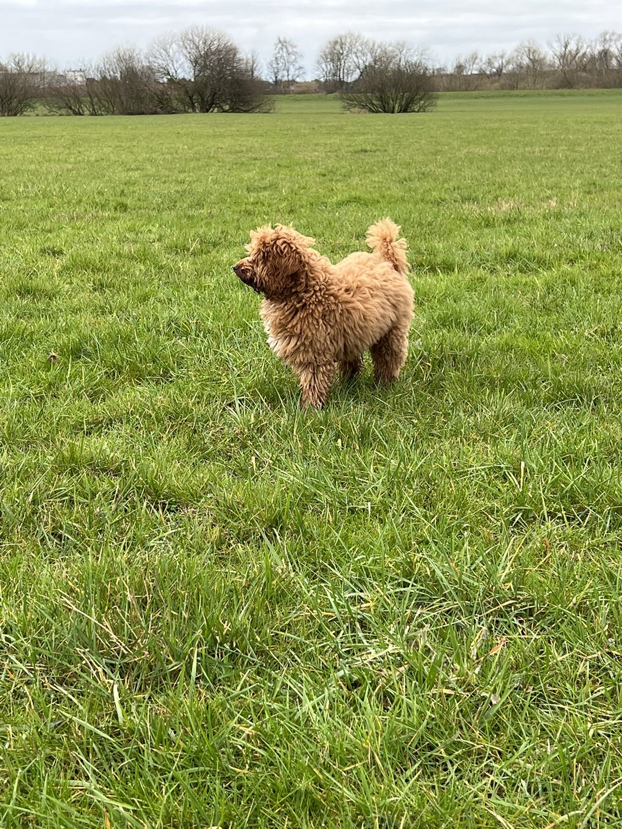 Dan Herman tweet media