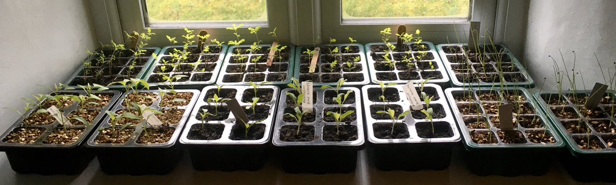 Starting to get very tight for space here at The Devon Patch, bring on the warmer weather so we can start planting #seedlings #seedtrays #growwithgyo