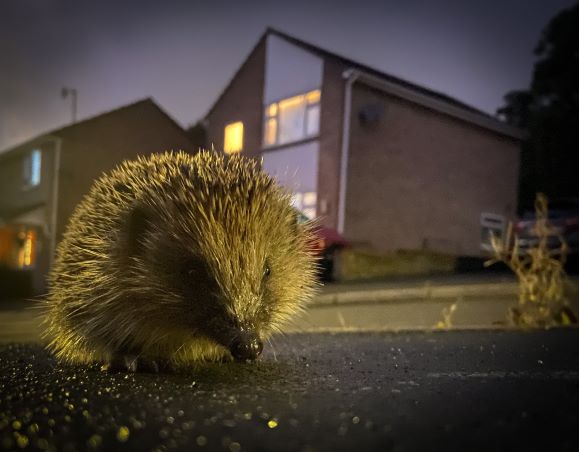 Litter can sadly be a big problem for hedgehogs 🚮 One such offender is elastic bands which can wrap around hedgehogs' legs, cut off circulation causing serious harm or death ❌🦔

*warning graphic content*
👉hedgehogstreet.org/elastic-band-w…

#HedgehogStreet with <a href="/hedgehogsociety/">Hedgehog Society</a>
📸R Wood
