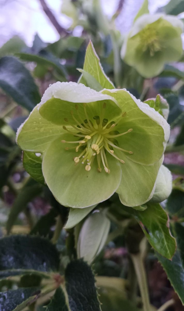 In our garden at the moment. Love the way this beautiful green  hellebore is sporting its pretty little hat of frost and ice.
