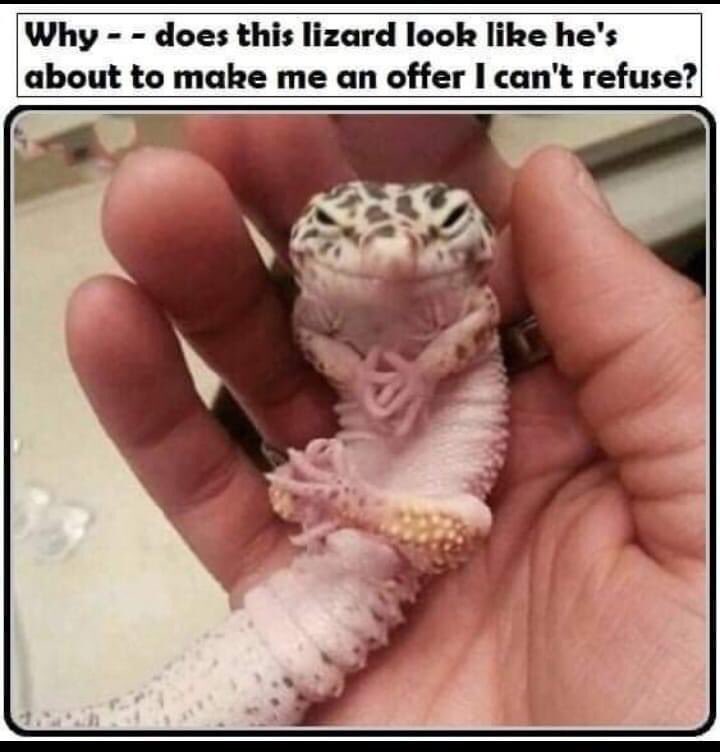 stealthiebaby16's tweet image. He actually does though …. Lol #lizard #offeryoucantrefuse