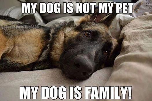 G_S_D__'s tweet photo. My dog is family.
#GermanShepherd #gsd #dogsoftwitter #TATAWPL https://t.co/Fxy4hHt1zz