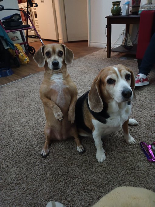 I love my girls❣️ ❤️Socks and Roxy❤️ https://t.co/Dnio1QrhsY