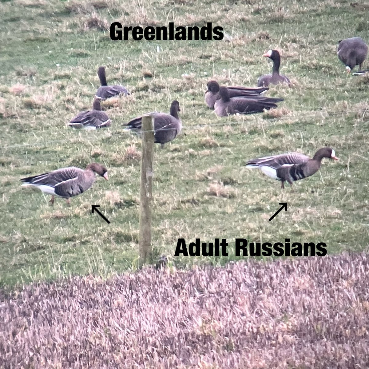 cianbirder's tweet image. Great views of 3 adult (pair and lone individual) yesterday at the Wexford wildfowl reserve. A nice educational bird to be able to show the group amongst the Greenlands. #birdguiding #subspecies #geese