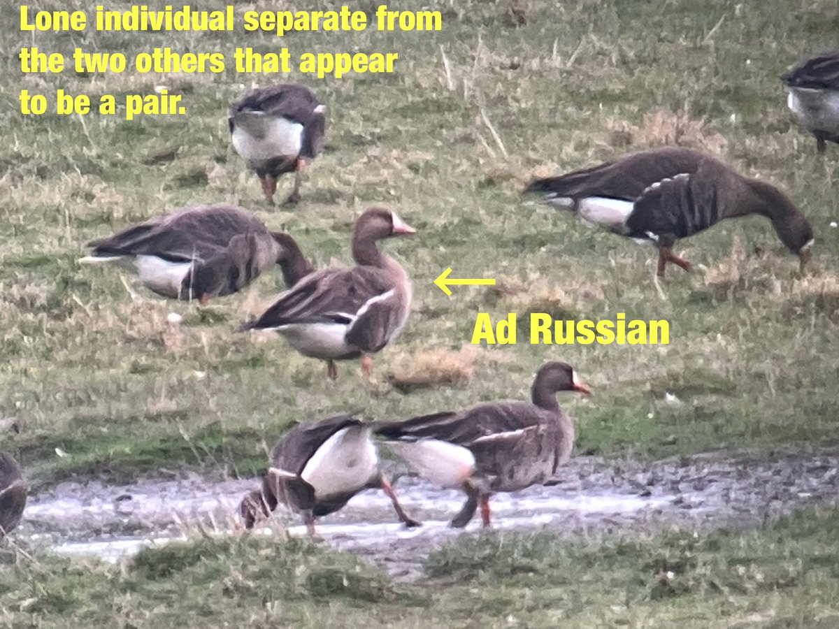 cianbirder's tweet image. Great views of 3 adult (pair and lone individual) yesterday at the Wexford wildfowl reserve. A nice educational bird to be able to show the group amongst the Greenlands. #birdguiding #subspecies #geese