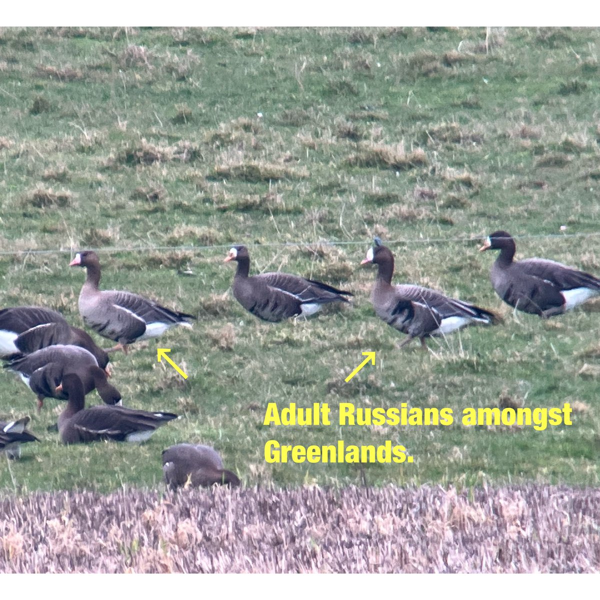 cianbirder's tweet image. Great views of 3 adult (pair and lone individual) yesterday at the Wexford wildfowl reserve. A nice educational bird to be able to show the group amongst the Greenlands. #birdguiding #subspecies #geese