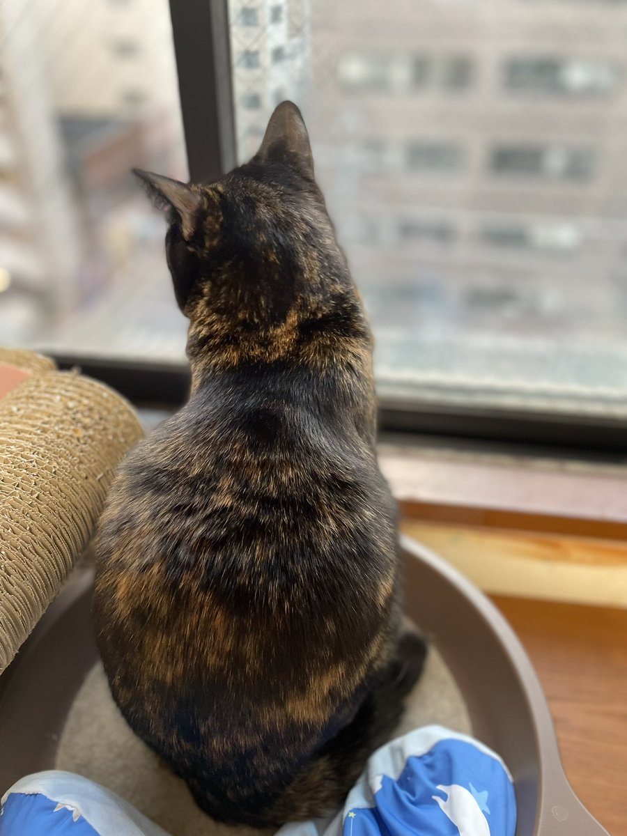 真は錆猫が好き サビ猫はいいぞ