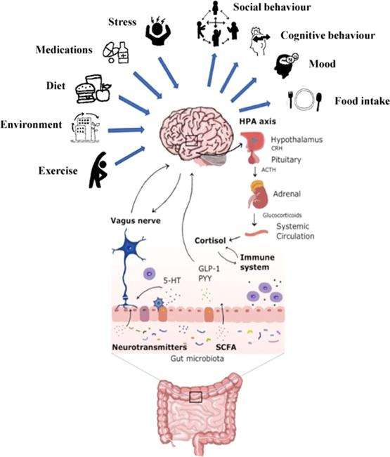 agingdoc1's tweet photo. Psychobiotics, gut microbiota and fermented foods can help preserving mental health

https://t.co/59cnZP3HAJ https://t.co/4gax4P7uvg