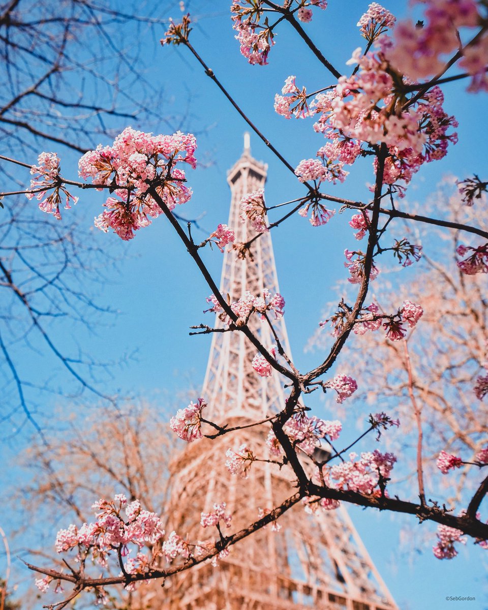 Blooming Paris✨
#paris #toureiffelofficielle #fujifilm