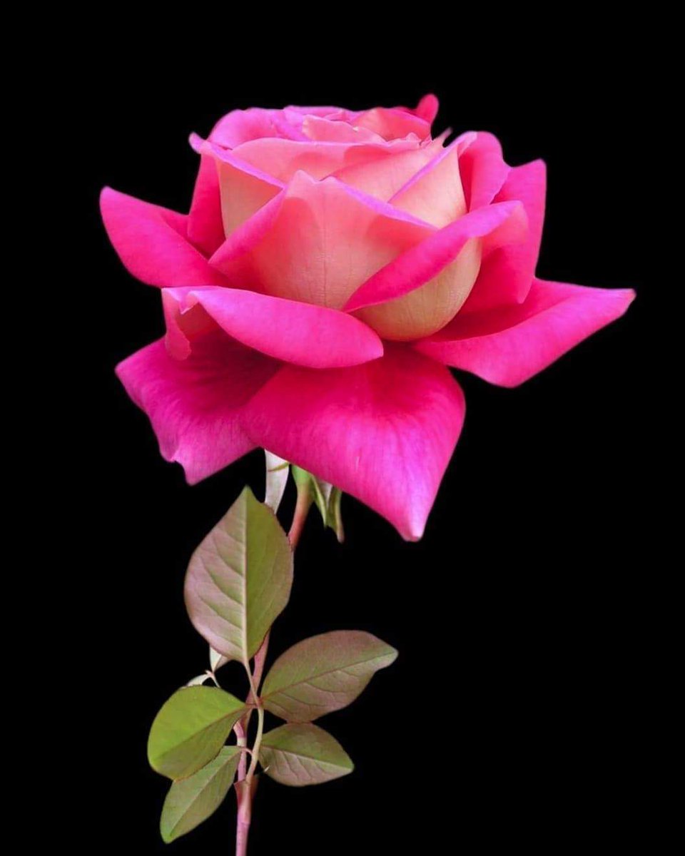 presyjp's tweet image. #AttyLeniRobredo