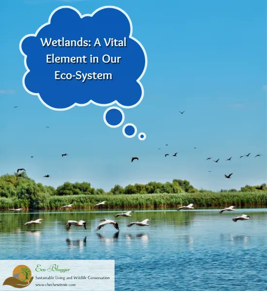 WinnieCheche's tweet photo. Wetlands act as a sponge, filtering pollutants and excess nutrients from the water that runs through them. This helps to maintain water quality, both in surface waters and groundwater and reduces the impact of pollutant

https://t.co/w5UMx9f8gi https://t.co/ssxN6LPCb1