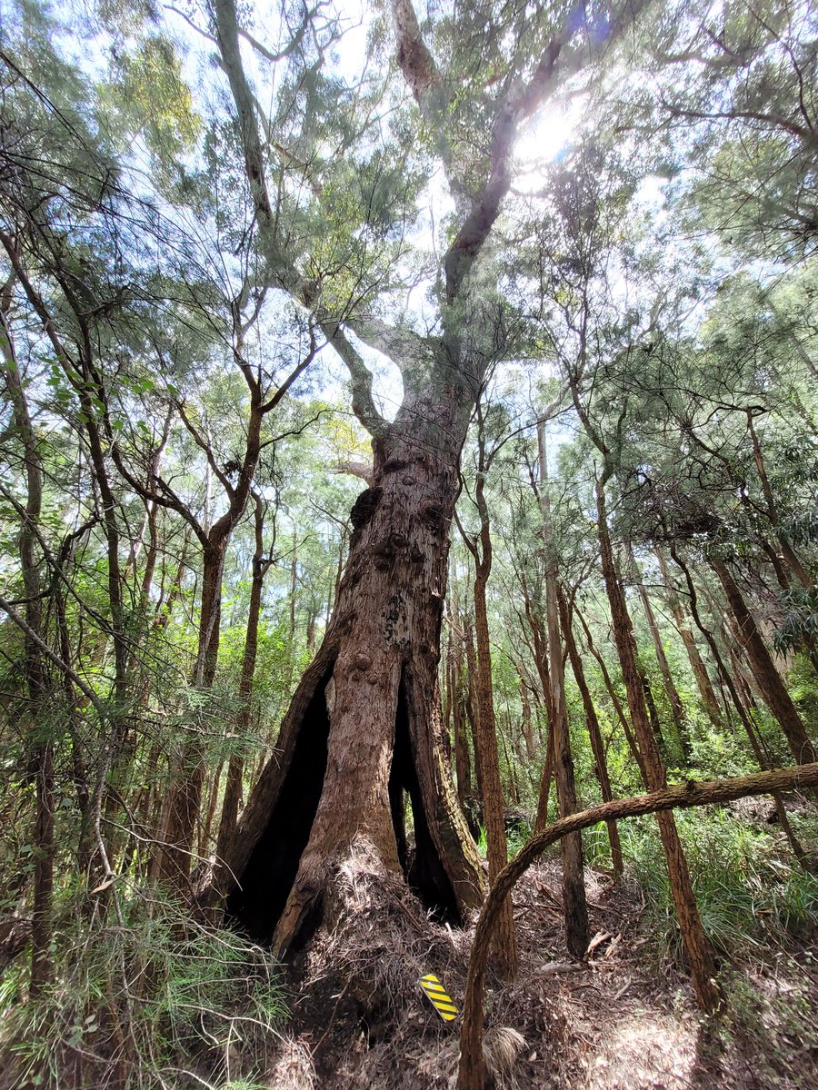 @LizJEdmonds Just look at all the character in these Red Tingle trees. The fattest, hollowest eucalypt around. What's not to love? 

#loveagum #eucbeaut #eucalyptoftheyear