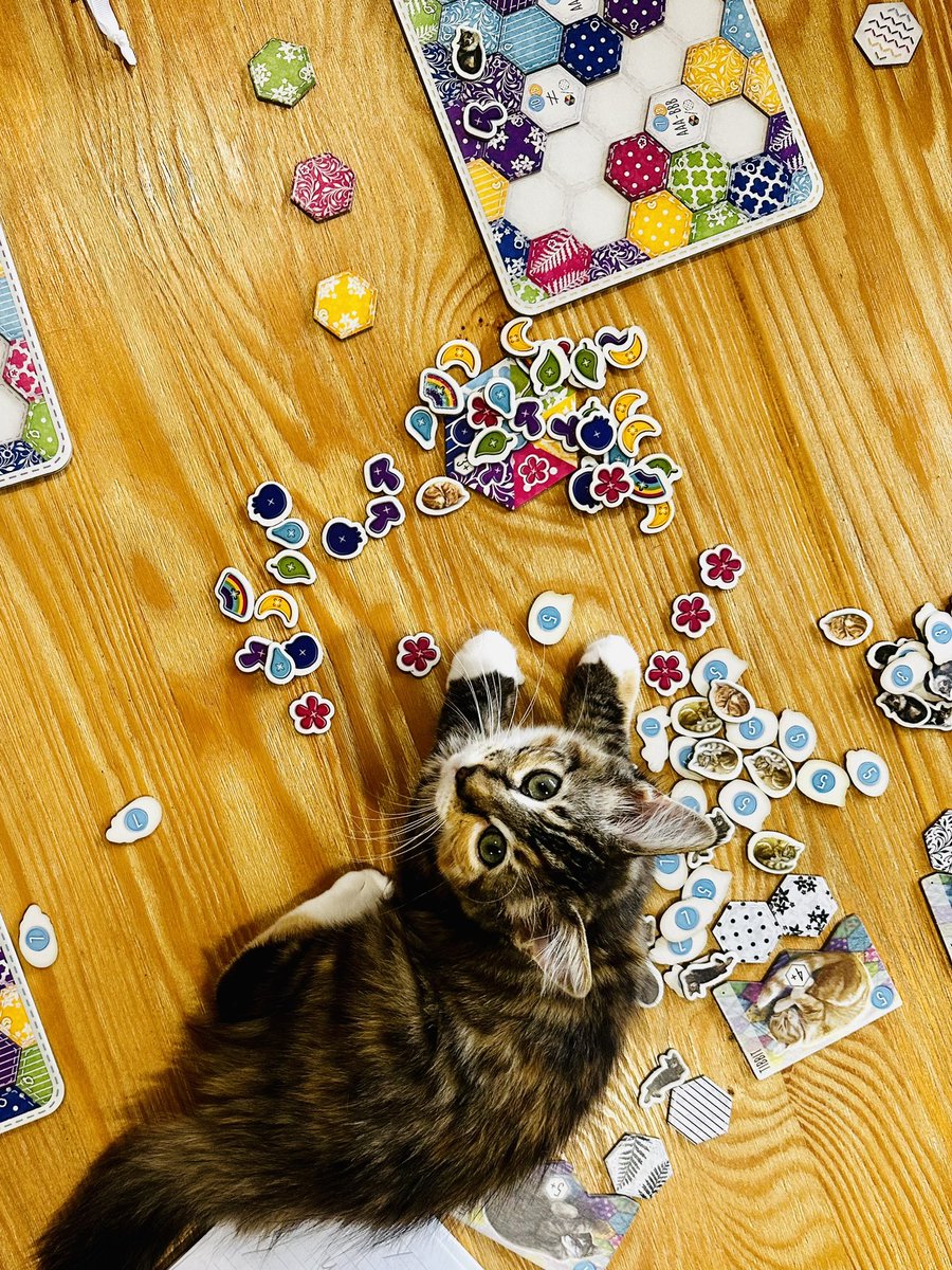 Playing some calico, interrupted by a tabby. The buttons are more authentic now they have teeth marks on them 😹.

Also, meet Aburi, my housemates kitten and my new love ❤️ 

#calico #AburiTay