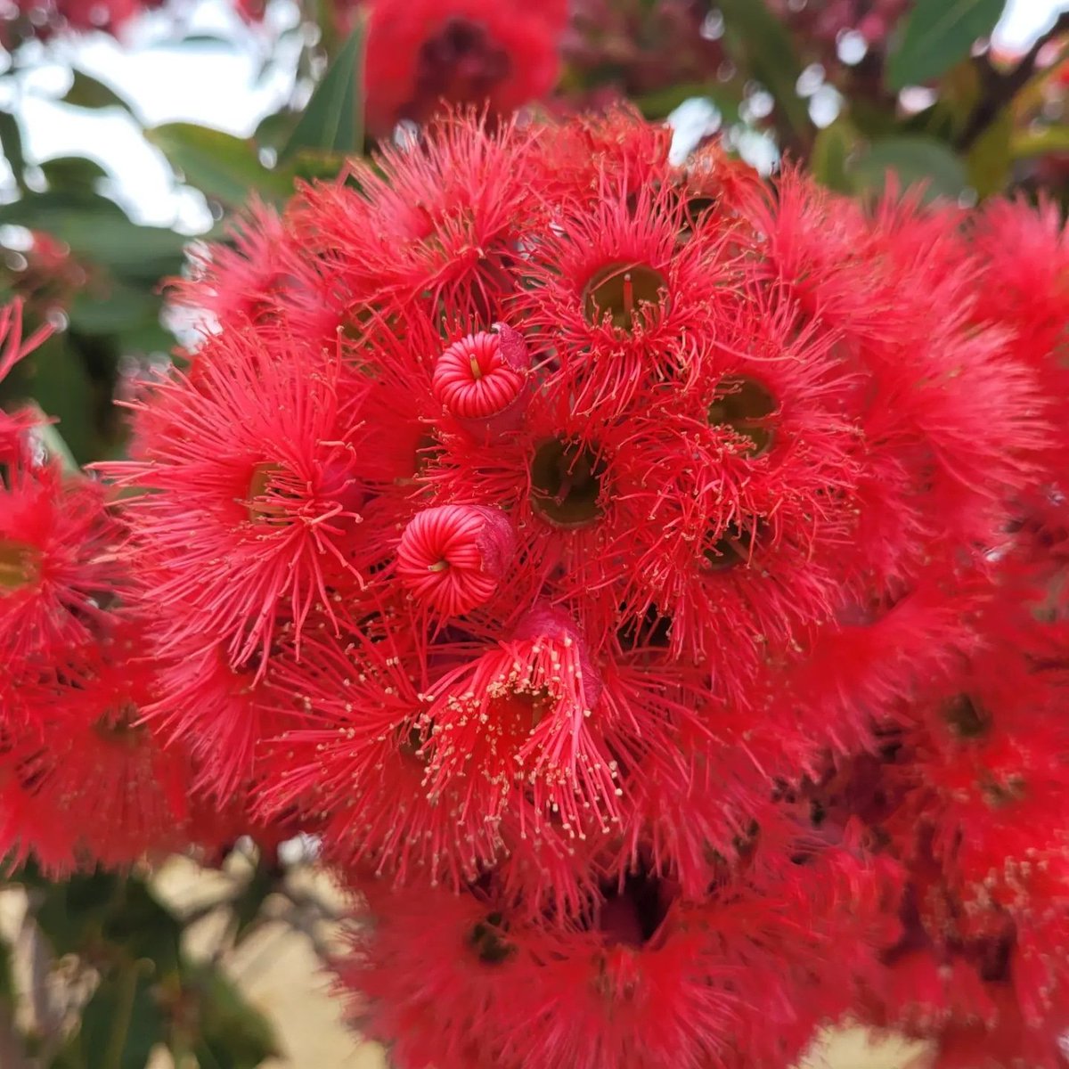 @LizJEdmonds The red flowering gum has moved beyond its natural distribution to become a global icon. The incredible floral displays light up the landscape during the summer. 

#loveagum #eucalyptoftheyear #eucbeaut