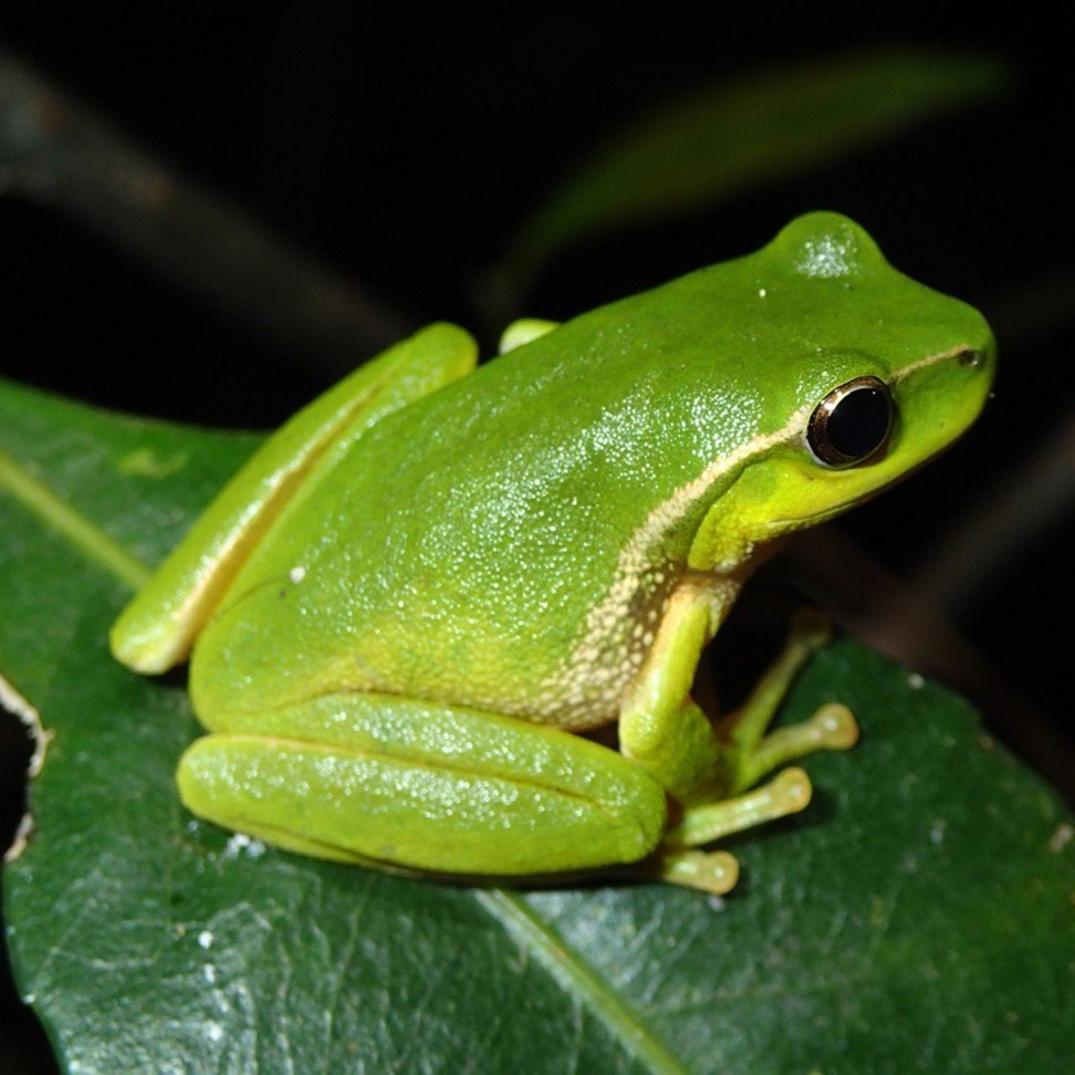 The results from last year’s #FrogIDWeek are in &amp; our incredible citizen scientists gathered over 32,000 frog records from 11-20 November 2022 🐸 
 
On 13 November more than 3 frogs were recorded every minute 😱 
 
Find out more here: bit.ly/3EPK8dT
 
📸: Jodi Rowley