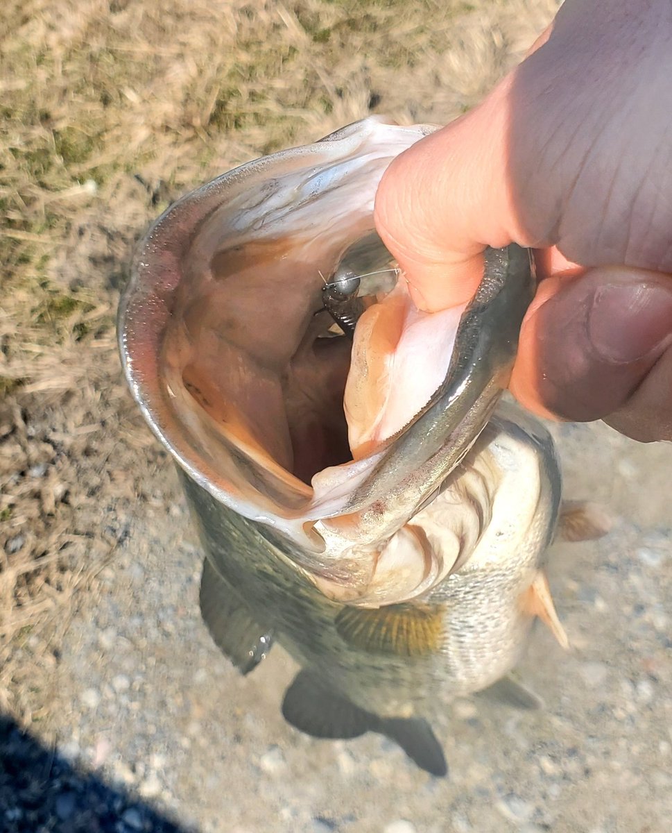 BullFishing's tweet photo. 一誠スパテラのジグヘッドで1225gの43.5cm釣れました！⁡
⁡⁡#釣り⁡
⁡#フィッシング
⁡#バス釣り⁡
⁡#バスフィッシング ⁡
⁡#bassfishing ⁡
⁡#GOPRO⁡⁡⁡
⁡#ゴープロ⁡
⁡⁡#ActyGo⁡
#アクティゴー⁡
#ネックレス式マウント⁡⁡
⁡#一誠
⁡#issei
⁡#スパテラ
⁡#ジグヘッド
⁡#フワ釣り⁡ https://t.co/ZUsUSiIXEw