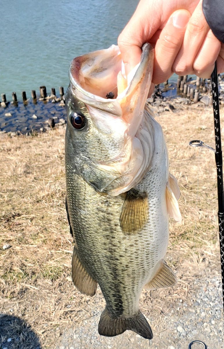 BullFishing's tweet photo. 一誠スパテラのジグヘッドで1225gの43.5cm釣れました！⁡
⁡⁡#釣り⁡
⁡#フィッシング
⁡#バス釣り⁡
⁡#バスフィッシング ⁡
⁡#bassfishing ⁡
⁡#GOPRO⁡⁡⁡
⁡#ゴープロ⁡
⁡⁡#ActyGo⁡
#アクティゴー⁡
#ネックレス式マウント⁡⁡
⁡#一誠
⁡#issei
⁡#スパテラ
⁡#ジグヘッド
⁡#フワ釣り⁡ https://t.co/ZUsUSiIXEw