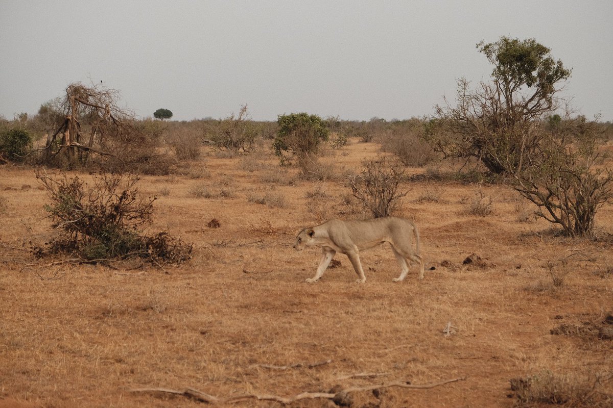 Part of the Pride, Tsavo East National Park, Kenya 🦁🇰🇪