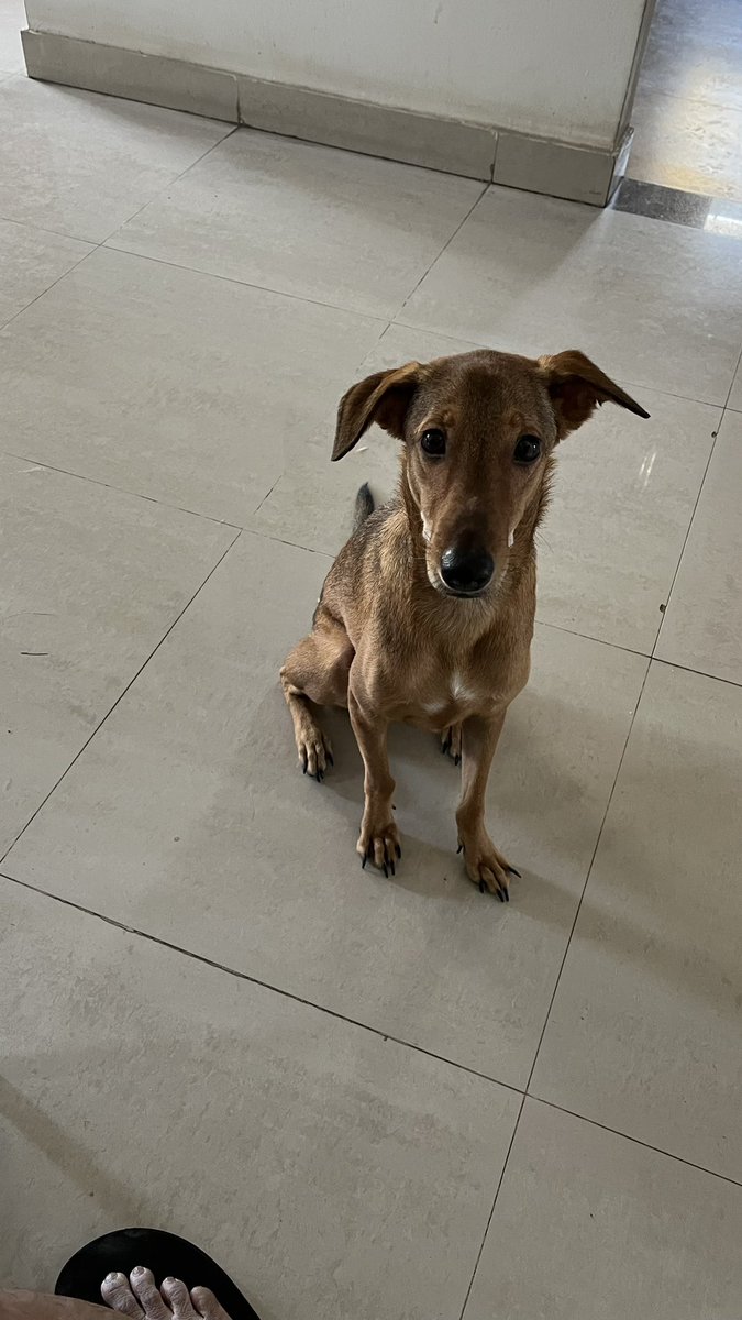 Anyone here interested in adopting Copper who is such a good and gentle boy that we are fostering. He’s had a hard life but that has come to an end now. He’s super playful and loving. All he needs is love, food and boops! #Bangalore #AdoptDontShop  please do RT for good Karma