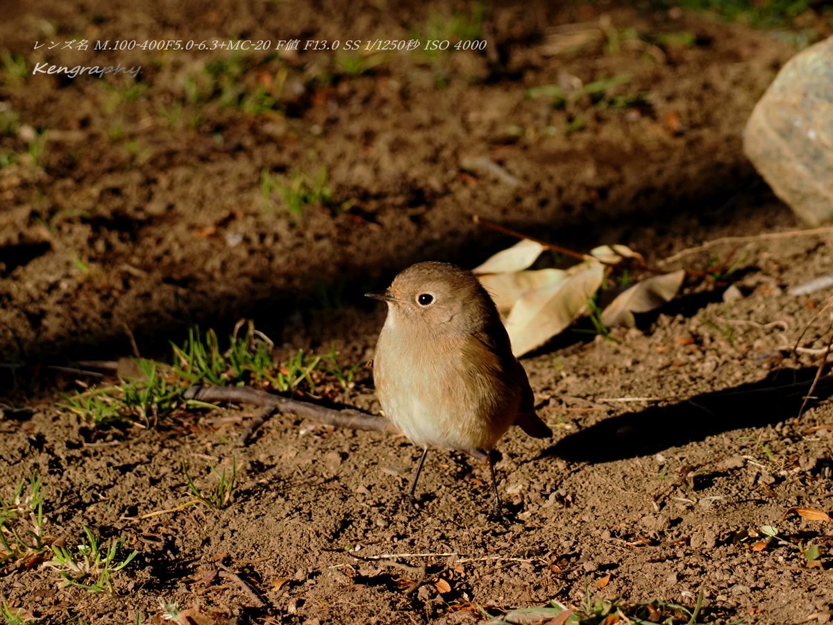 OJu_Ju's tweet image. 今年の一月分の写真整理が終わった・・・( ＾ω＾)
#銘菓ひよこ