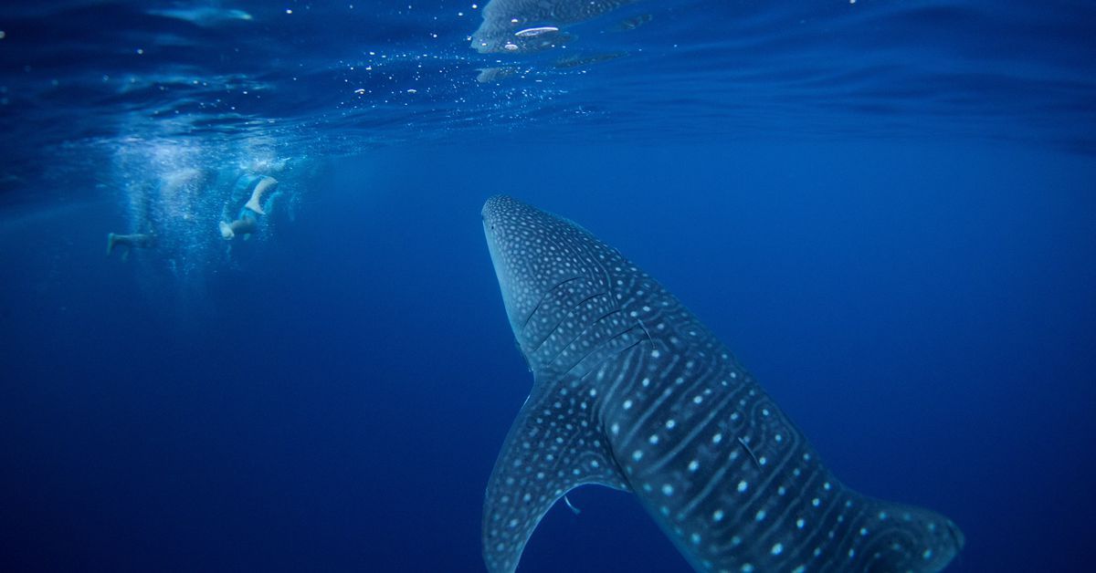 Reuters's tweet photo. Nations secure U.N. global high seas biodiversity pact https://t.co/hFWdypuIMs https://t.co/CUTi7nOmo6